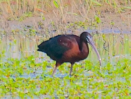 Mignattaio  - Angelo Pasqua