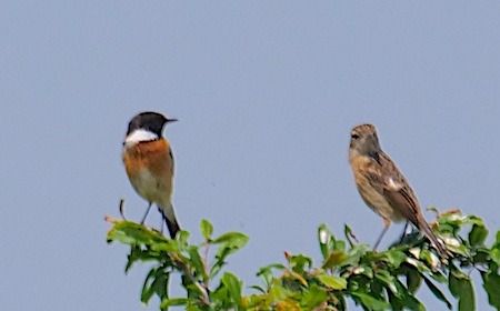Saltimpalo comune  - Angelo Pasqua