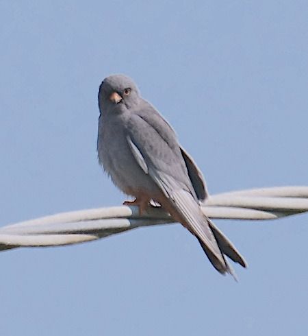 Falco cuculo  - Angelo Pasqua