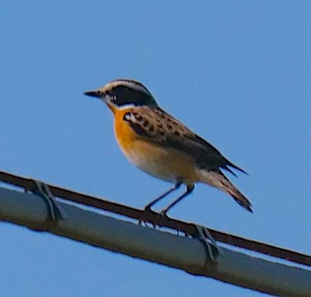 Stiaccino  - Angelo Pasqua