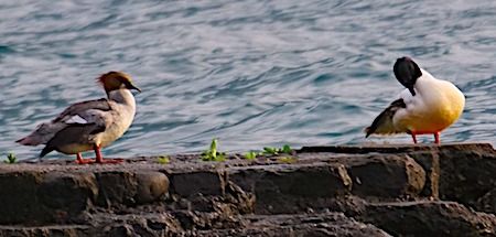 Smergo maggiore  - Angelo Pasqua