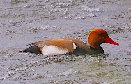 Fistione turco  - Angelo Pasqua
