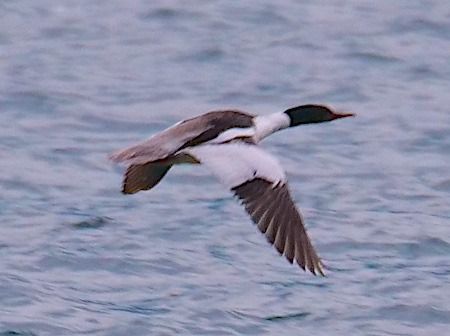 Smergo maggiore  - Angelo Pasqua