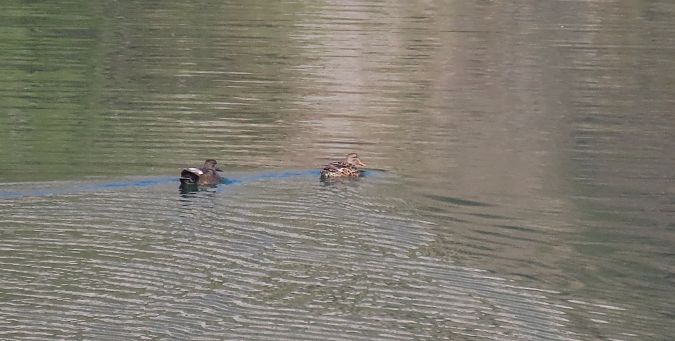 Canapiglia  - Roberto Boscaini