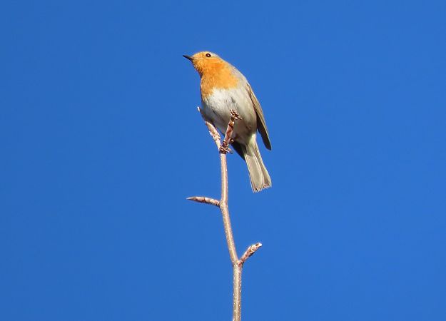 Pettirosso  - Roberto Boscaini