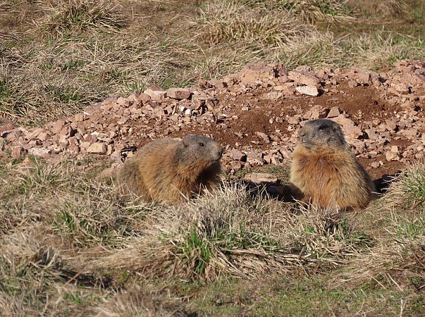 Marmotta  - Roberto Boscaini
