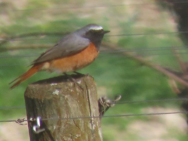 Codirosso  - Roberto Boscaini