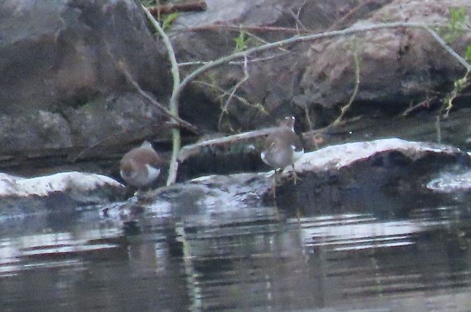 Piro-piro piccolo  - Roberto Boscaini