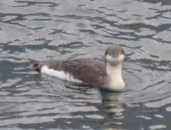 Strolaga mezzana  - Roberto Boscaini