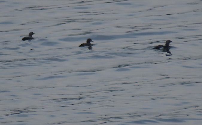 Strolaga mezzana  - Roberto Boscaini