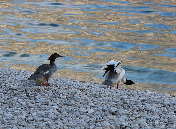 Smergo maggiore  - Roberto Boscaini