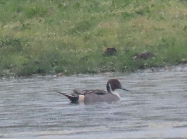 Codone  - Roberto Boscaini