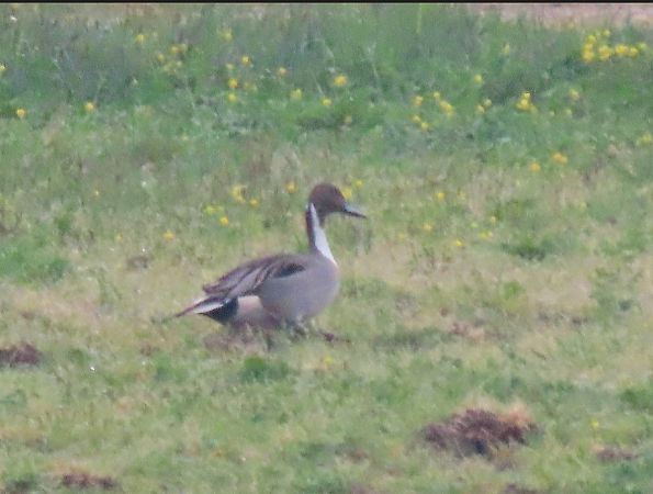 Codone  - Roberto Boscaini