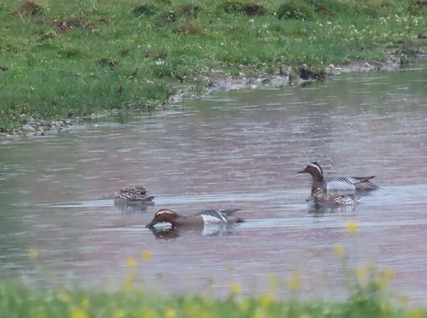 Marzaiola  - Roberto Boscaini