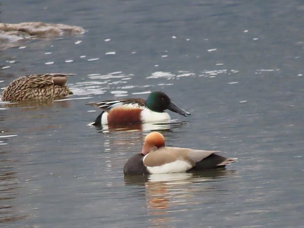 Mestolone  - Roberto Boscaini