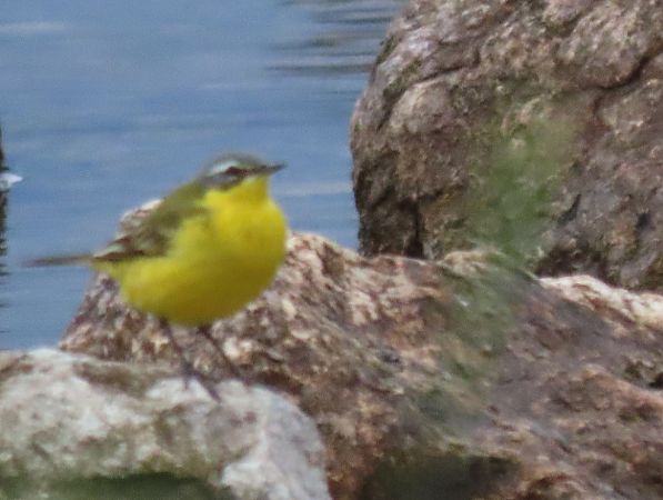 Cutrettola  - Roberto Boscaini