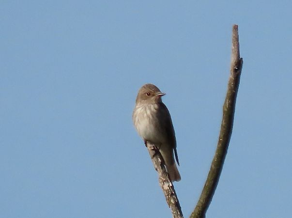 Pigliamosche  - Roberto Boscaini