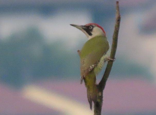 Picchio verde  - Roberto Boscaini