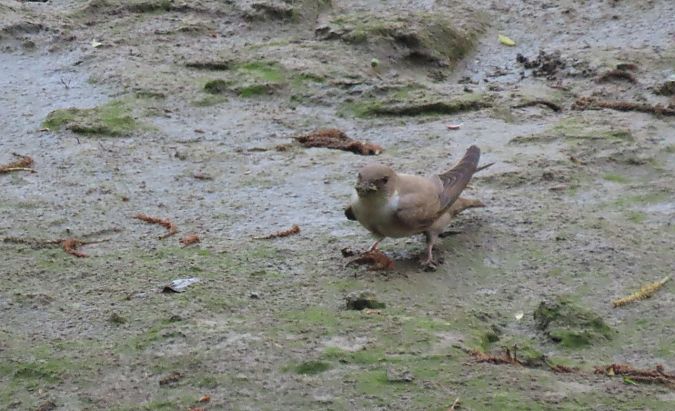 Rondine montana  - Roberto Boscaini