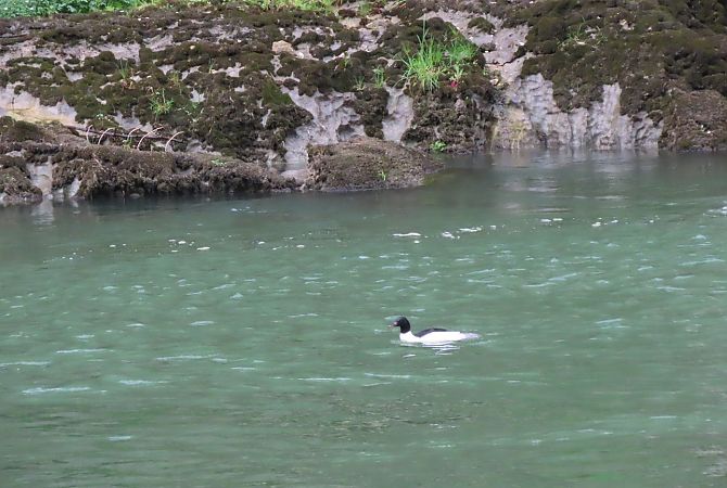 Smergo maggiore  - Roberto Boscaini