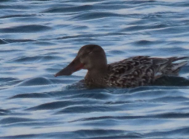 Mestolone  - Roberto Boscaini