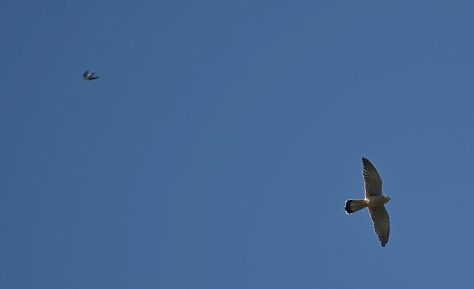 Rondine rossiccia  - Paolo Ricci