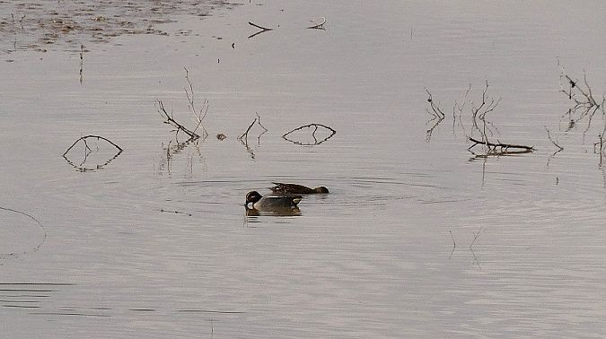Alzavola  - Massimo Gigante