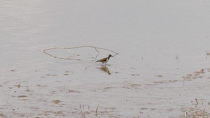 Piro-piro piccolo  - Massimo Gigante