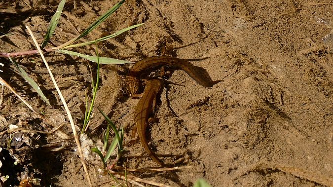 Tritone punteggiato  - Massimo Gigante