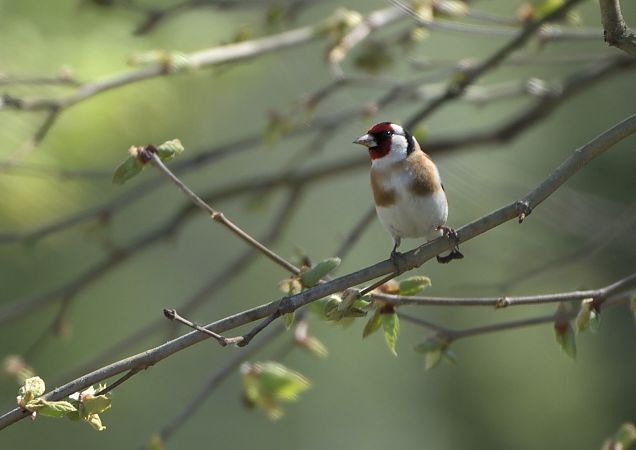 Cardellino  - Luigi Gennari