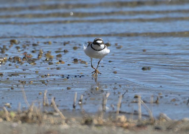 Corriere piccolo  - Luigi Gennari