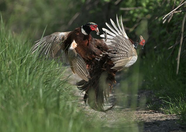 Fagiano comune  - Luigi Gennari