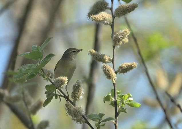 Luì grosso  - Luigi Gennari