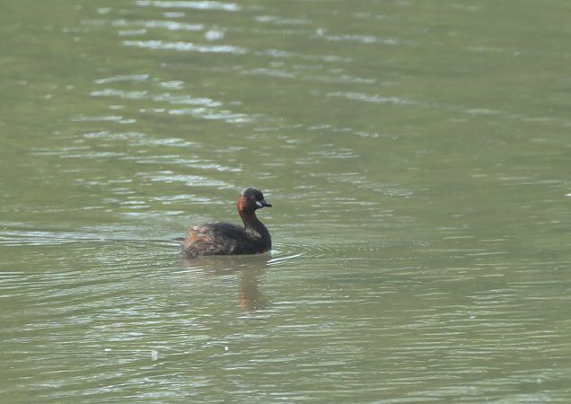 Tuffetto  - Luigi Gennari