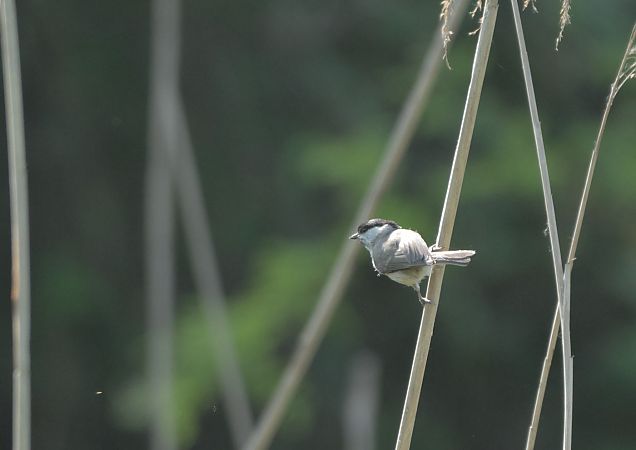 Cincia bigia  - Luigi Gennari
