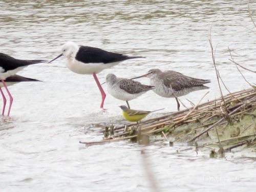 Albastrello  - Dimitri Marrone