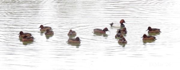 Moretta tabaccata  - Dimitri Marrone