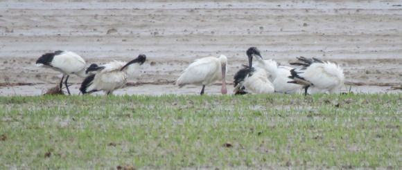 Spatola  - Dimitri Marrone