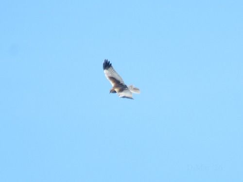 Falco di palude  - Dimitri Marrone