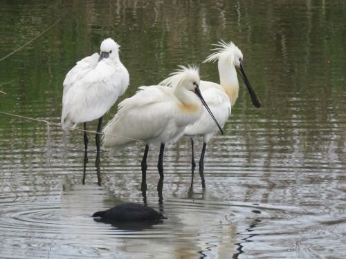 Spatola  - Dimitri Marrone