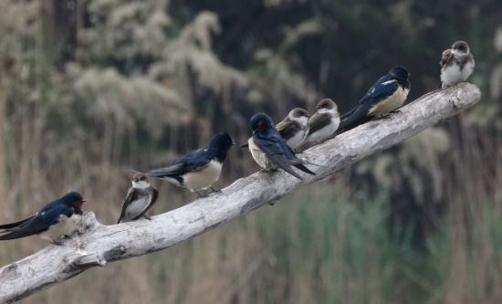 Topino  - Dimitri Marrone