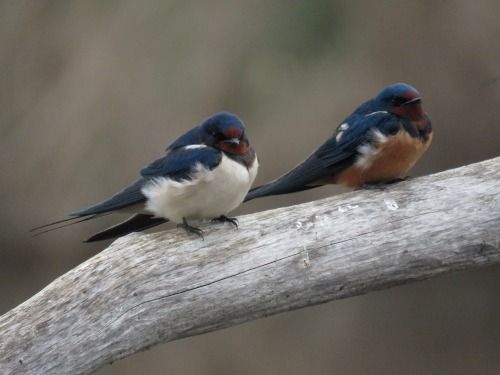 Rondine  - Dimitri Marrone