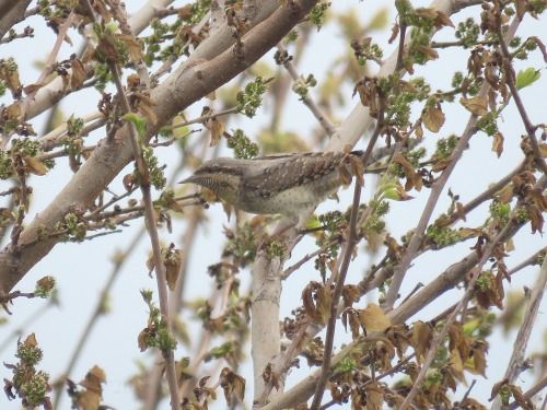 Torcicollo  - Dimitri Marrone
