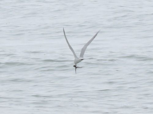 Sterna zampenere  - Dimitri Marrone