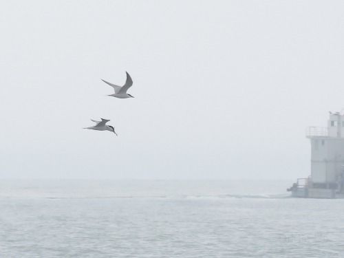 Sterna zampenere  - Dimitri Marrone