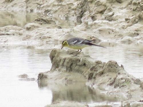 Cutrettola testagialla  - Dimitri Marrone