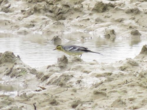 Cutrettola testagialla  - Dimitri Marrone