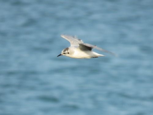 Gabbianello  - Dimitri Marrone