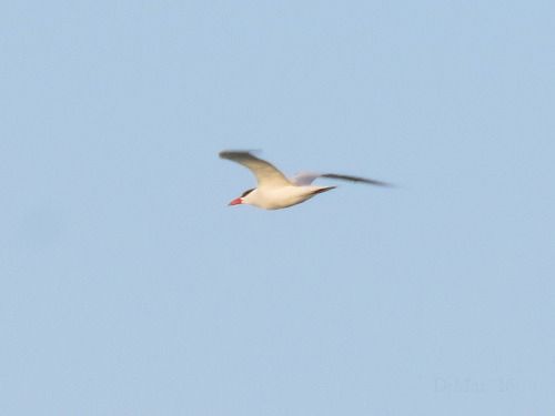 Sterna maggiore  - Dimitri Marrone