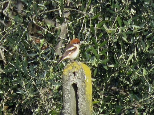 Averla capirossa  - Dimitri Marrone